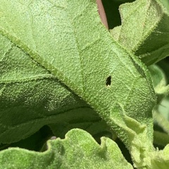 Solanum catombelense