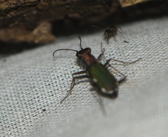 Cylindera germanica