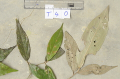 Mallotus roxburghianus