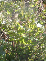 Parietaria officinalis