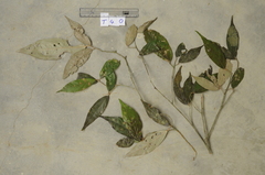 Mallotus roxburghianus