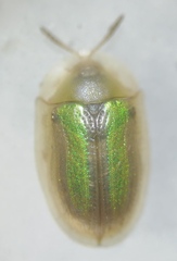 Cassida vittata