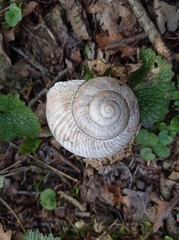 Helix pomatia
