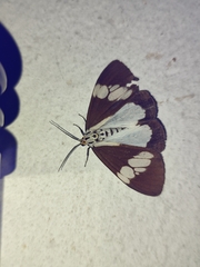 Nyctemera lacticinia