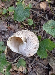 Helix pomatia