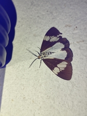 Nyctemera lacticinia