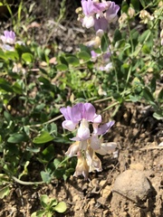 Lathyrus vestitus