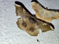Fascellina plagiata
