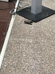 Vespertilio sinensis