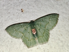 Hemithea tritonaria