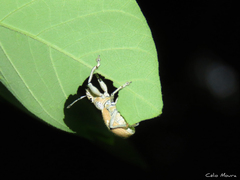 Naupactus glaucus