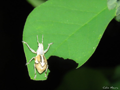 Naupactus glaucus