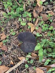 Enterolobium contortisiliquum