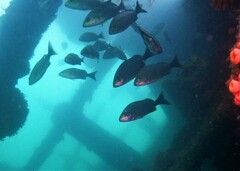 Haemulon maculicauda