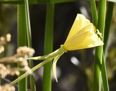 Oenothera elata hirsutissima