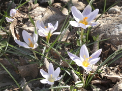Crocus biflorus