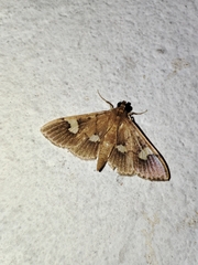 Nosophora semitritalis