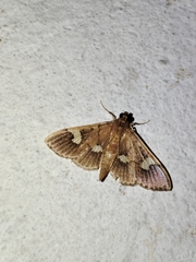 Nosophora semitritalis