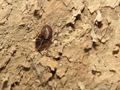 Scytodes fusca