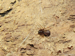 Scytodes fusca