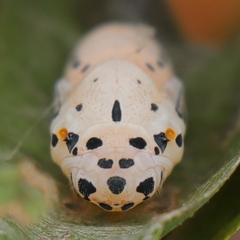Odontoptilum angulata