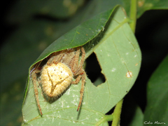 Eriophora edax