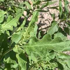 Solanum catombelense