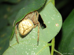 Eriophora edax