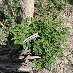 Solanum catombelense
