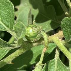 Solanum catombelense
