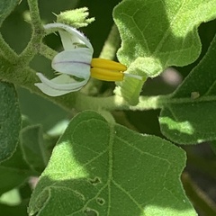 Solanum catombelense
