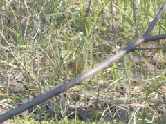 Phylloscopus collybita