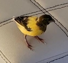 Serinus canaria domesticus