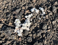 Eriogonum caespitosum