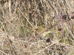 Phylloscopus collybita