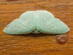 Comostolopsis stillata