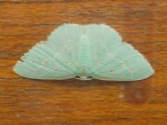 Comostolopsis stillata