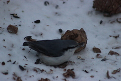 Sitta europaea asiatica
