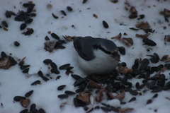 Sitta europaea asiatica