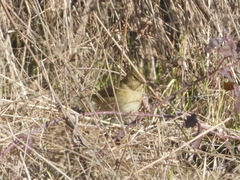 Phylloscopus collybita