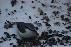 Sitta europaea asiatica