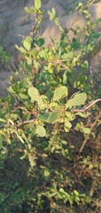 Lycium boerhaviifolium