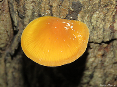 Heimiomyces