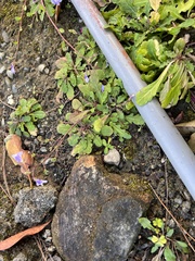 Mazus fauriei