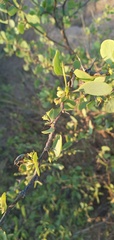 Lycium boerhaviifolium