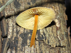 Heimiomyces
