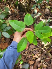 Jatropha hernandiifolia