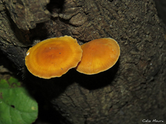 Heimiomyces