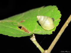 Bulimulus