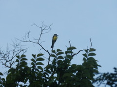 Tyrannus melancholicus